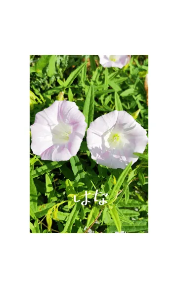 [LINE着せ替え] はな～きれいな花～の画像1