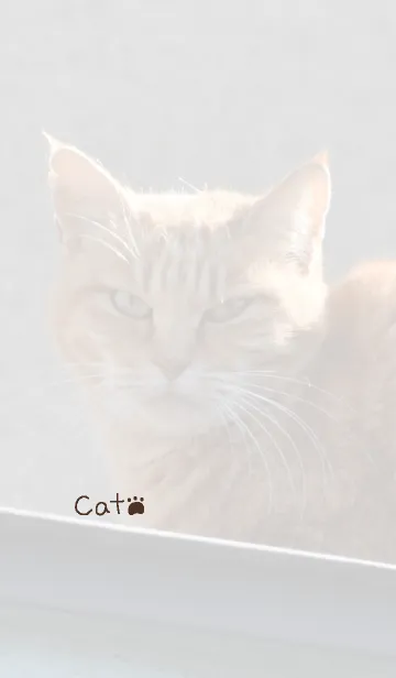 [LINE着せ替え] 野良猫のきせかえ1の画像1