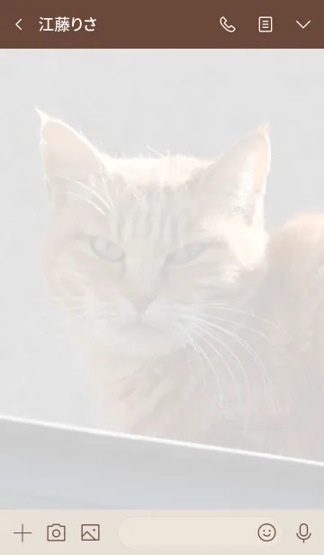 [LINE着せ替え] 野良猫のきせかえ1の画像3