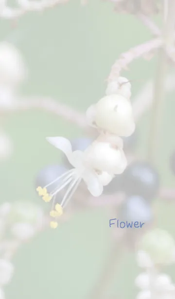 [LINE着せ替え] 花のきせかえ23の画像1