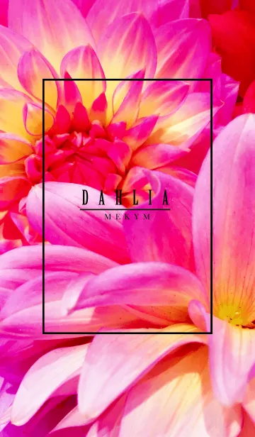 [LINE着せ替え] -DAHLIA flower- MEKYMの画像1