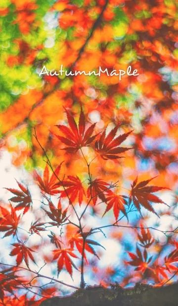 [LINE着せ替え] AutumnMapleの画像1