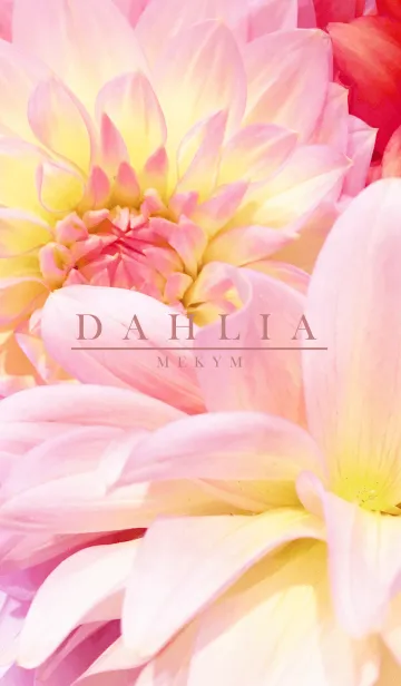 [LINE着せ替え] DAHLIA -flower-の画像1