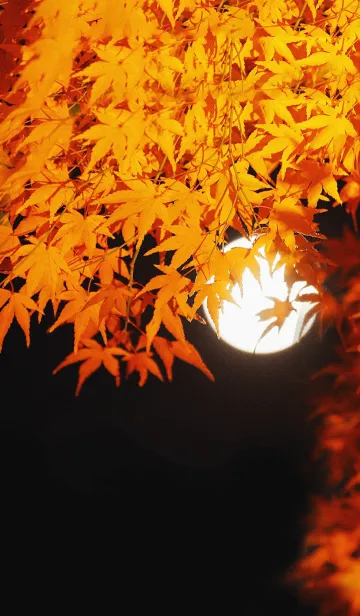 [LINE着せ替え] 秋 着せかえ Autumn colorsの画像1