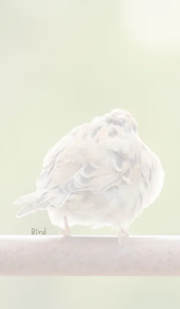 [LINE着せ替え] 鳥のきせかえ2の画像1