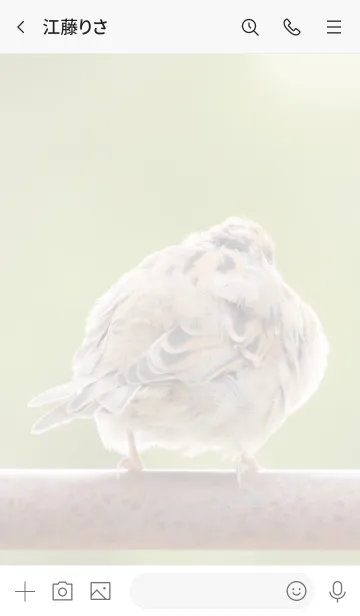 [LINE着せ替え] 鳥のきせかえ2の画像3