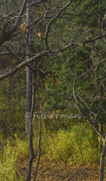 [LINE着せ替え] 雑木林の画像1