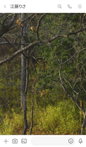 [LINE着せ替え] 雑木林の画像3