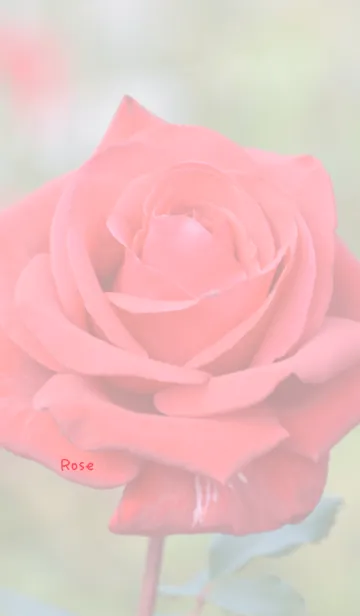 [LINE着せ替え] バラのきせかえ35の画像1