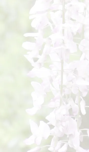 [LINE着せ替え] 藤の花のきせかえ6の画像1