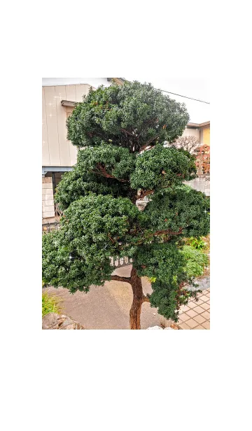 [LINE着せ替え] しっかり育った松の木の画像1