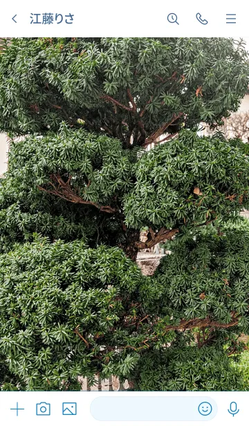 [LINE着せ替え] しっかり育った松の木の画像3