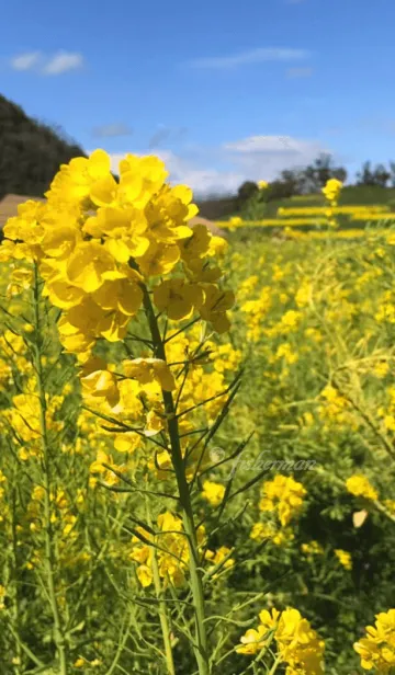 [LINE着せ替え] 菜の花を見ての画像1