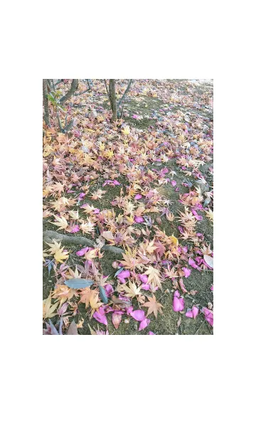 [LINE着せ替え] きれいな落ち葉の画像1