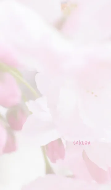 [LINE着せ替え] 〜桜のきせかえ17〜の画像1