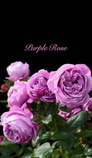 [LINE着せ替え] 「紫色の薔薇」のきせかえの画像1