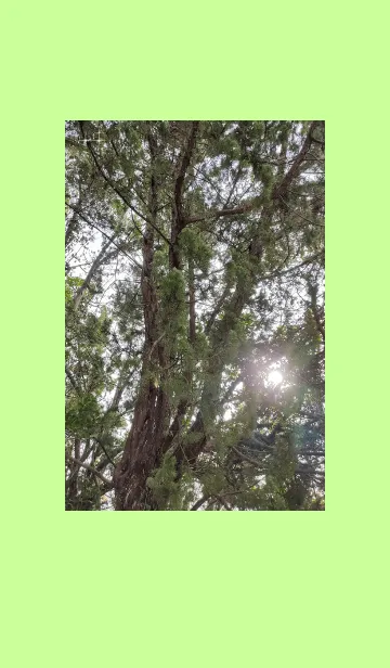 [LINE着せ替え] 大阪の木の画像1