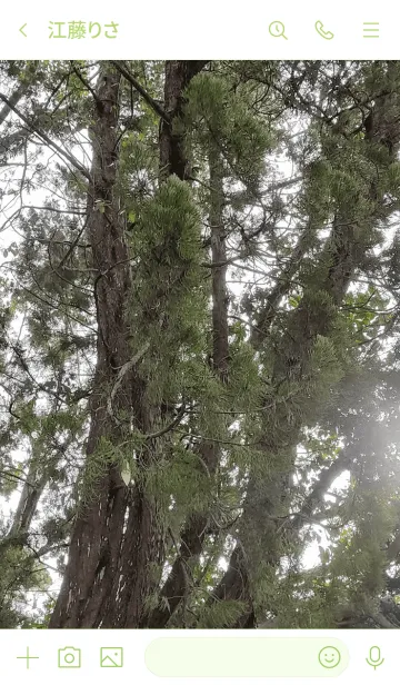 [LINE着せ替え] 大阪の木の画像3