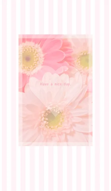 [LINE着せ替え] Pink Gerbera Theme ♡ -2021- 2の画像1