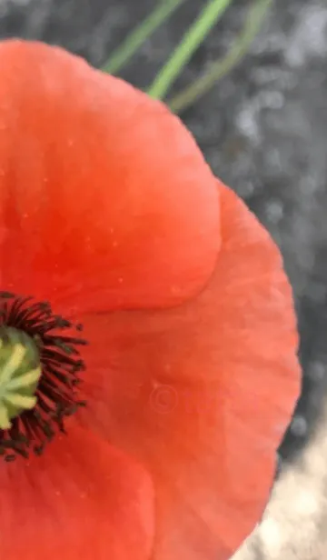 [LINE着せ替え] 野原に一輪の画像1