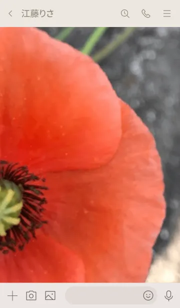 [LINE着せ替え] 野原に一輪の画像3