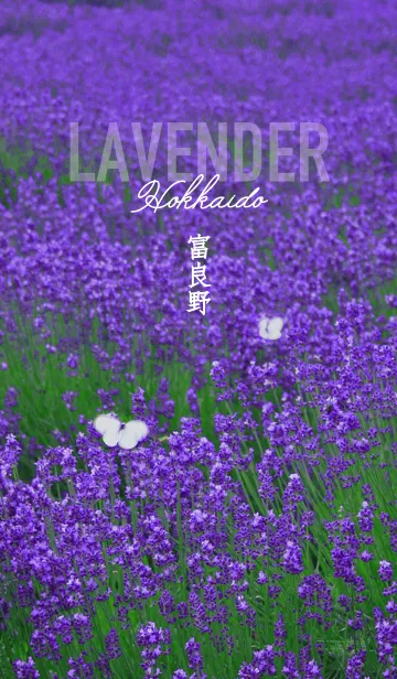 [LINE着せ替え] 富良野のラベンダー畑 北海道の画像1