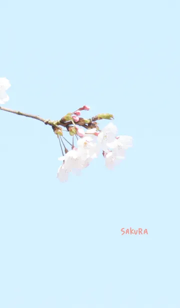 [LINE着せ替え] 〜桜のきせかえ18〜の画像1