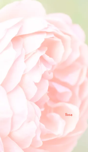 [LINE着せ替え] Rose Theme ver.Japan 47の画像1