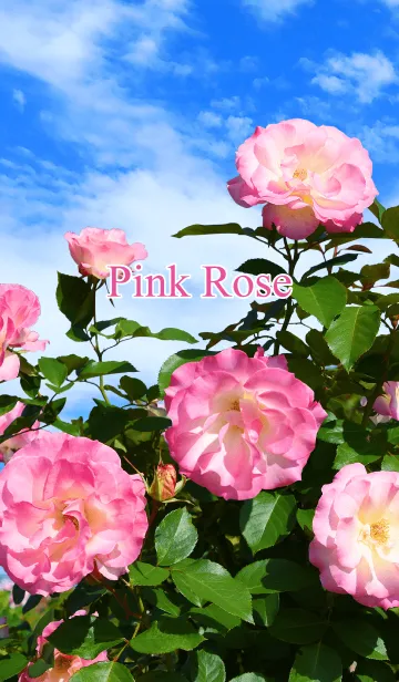 [LINE着せ替え] 「ピンク色の薔薇」きせかえの画像1