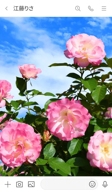 [LINE着せ替え] 「ピンク色の薔薇」きせかえの画像3