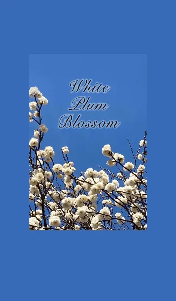 [LINE着せ替え] White Plum Blossomの画像1