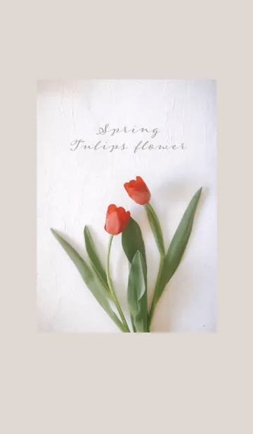 [LINE着せ替え] Tulips flower_springの画像1