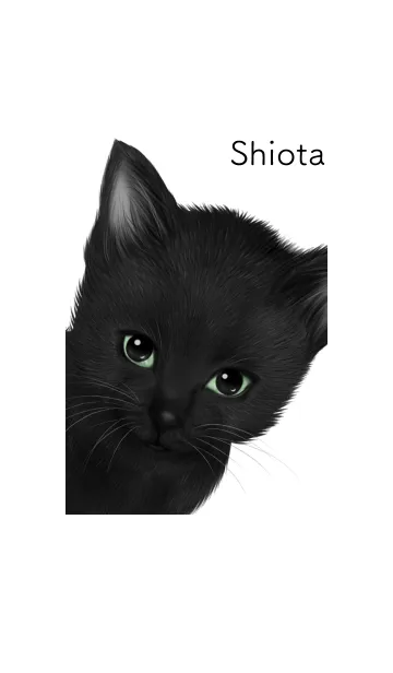 [LINE着せ替え] しおた用可愛い黒猫子猫の画像1