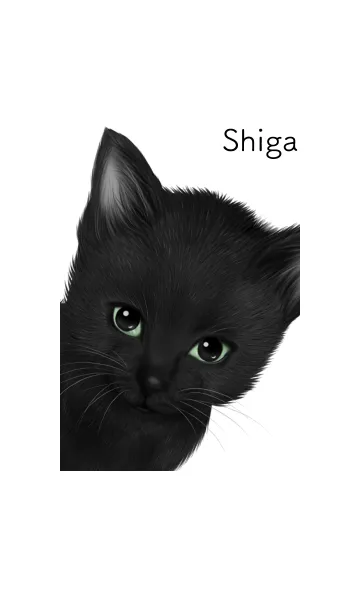 [LINE着せ替え] しが用可愛い黒猫子猫の画像1