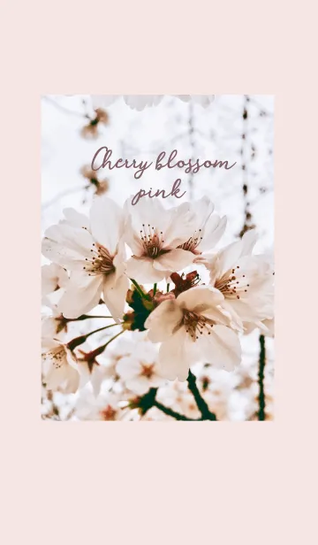Cherry blossom_pinkの着せ替えメイン画像