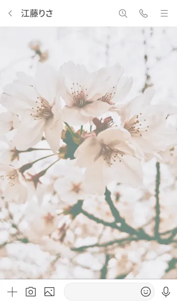 [LINE着せ替え] Cherry blossom_pinkの画像3