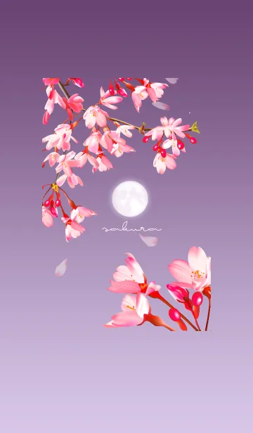 [LINE着せ替え] ～桜～ 月と夜桜の画像1