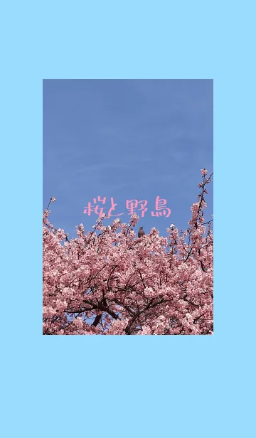 [LINE着せ替え] 桜と野鳥の画像1