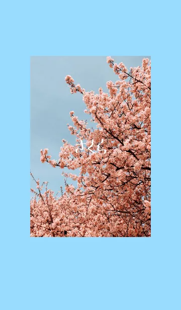 [LINE着せ替え] 桜のきれいさの画像1