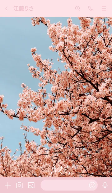 [LINE着せ替え] 桜のきれいさの画像3