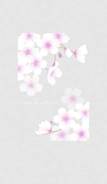 [LINE着せ替え] ～桜～ Vol.17 白の画像1