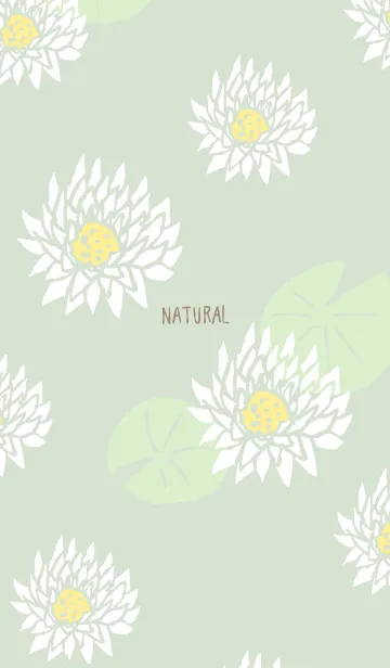 [LINE着せ替え] 白い蓮の花16の画像1