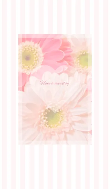[LINE着せ替え] Pink Gerbera Theme ♡ -2021- 38の画像1