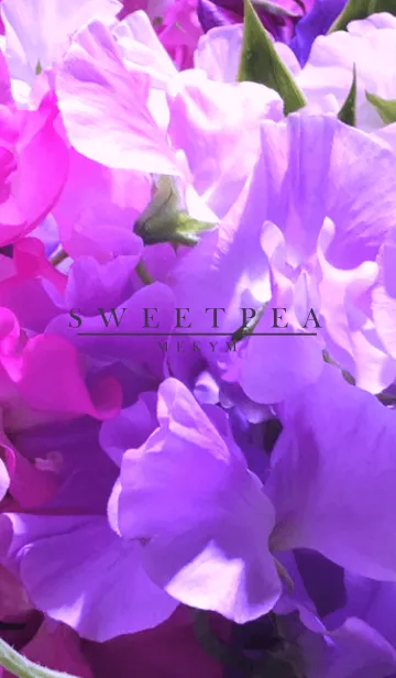 [LINE着せ替え] SWEET PEA 14 -PURPLE-の画像1