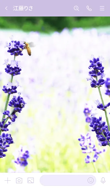 [LINE着せ替え] 北海道 富良野のラベンダーと蜂の画像3