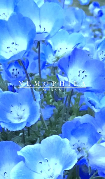 [LINE着せ替え] NEMOPHILA-MEKYM 5の画像1