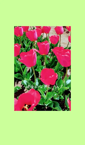 [LINE着せ替え] 健康的なチューリップの画像1