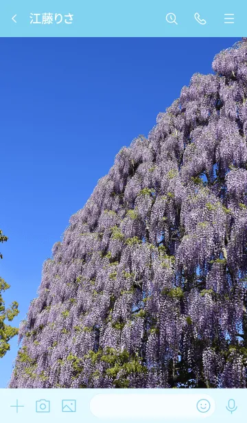 [LINE着せ替え] 藤の花と空の画像3