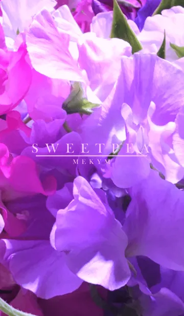 [LINE着せ替え] SWEET PEA 16 -PURPLE-の画像1
