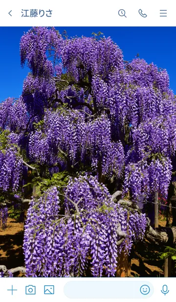 [LINE着せ替え] 「藤の花3」きせかえの画像3